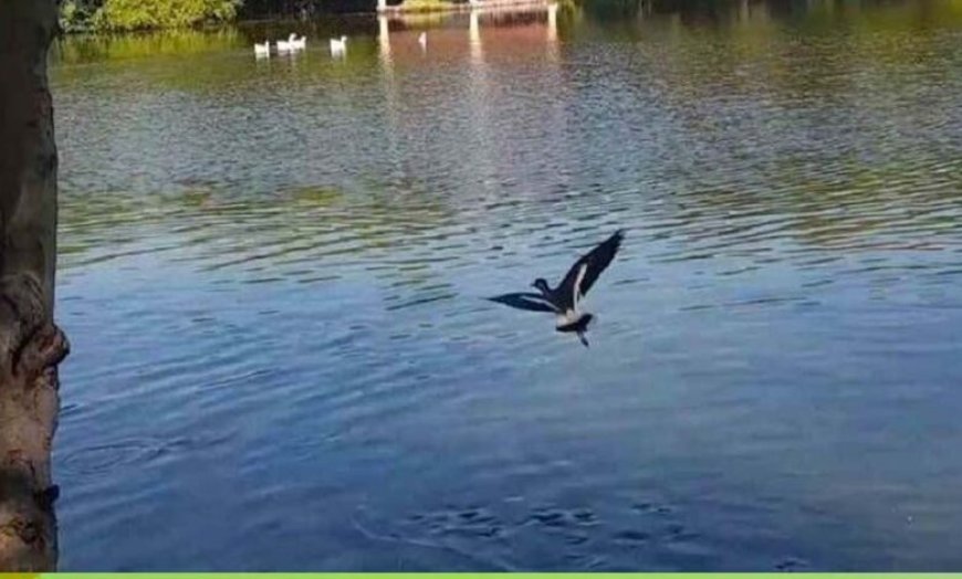 तालाबों की गुणवत्ता सुधारने के लिए निगम की नई पहल, नैनो एरेटर तकनीक से 10 दिन में दिखा असर