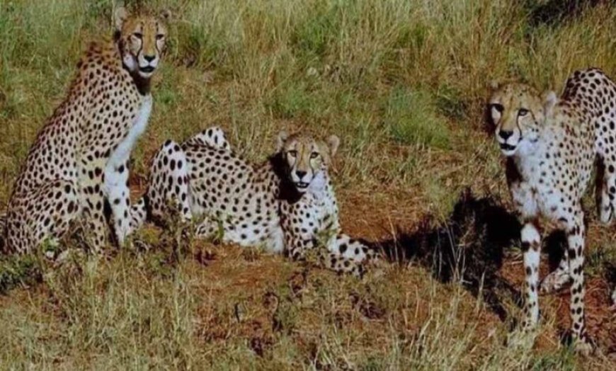 कूनो बना चीतों का ग्लोबल ब्रीडिंग सेंटर, 3 माह में 4 मादा चीता बनीं मां, प्रबंधन ने बदली रणनीति