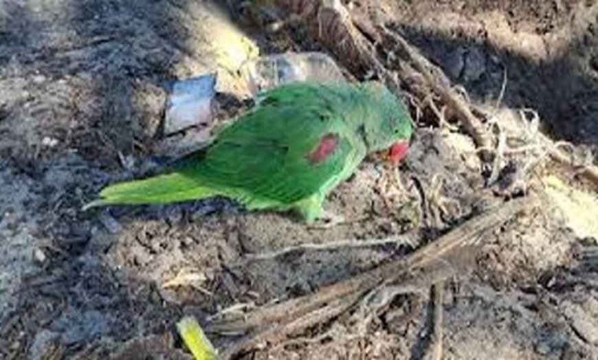 जगदलपुर में वन विभाग टीम पर हमला, तोतों की अवैध बिक्री पर कार्रवाई के दौरान हंगामा