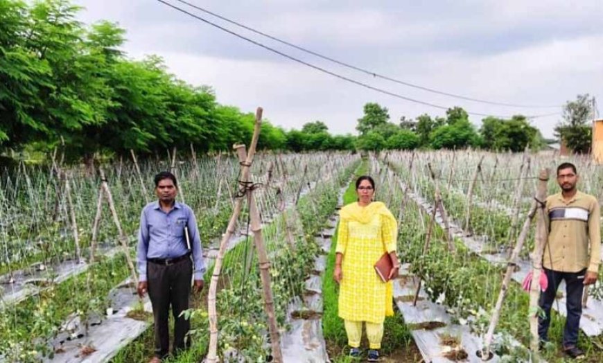 राष्ट्रीय कृषि विकास योजना: ईश्वरी प्रसाद ने टमाटर उत्पादन से कमाए 02 लाख 90 हजार रूपए
