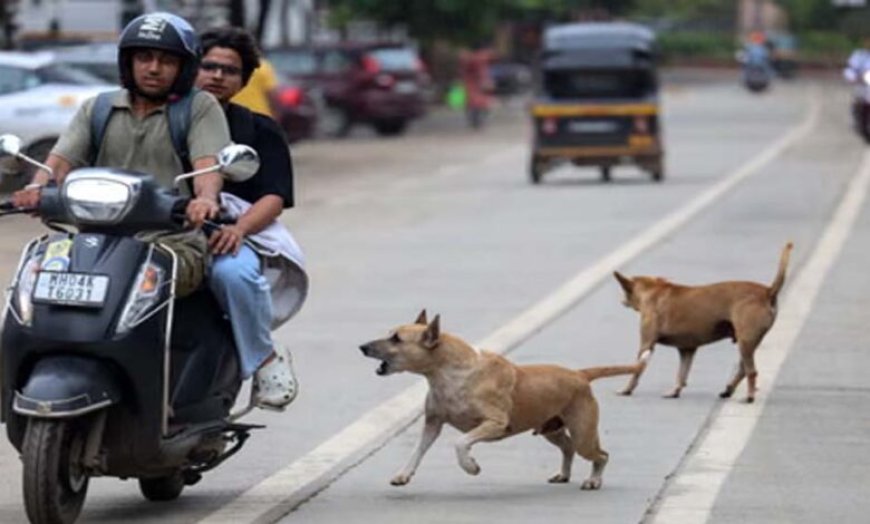 प्रदेश में खूंखार हो रहे स्ट्रीट डॉग्स, जानिए क्यों? एक्सपर्ट बोले: गर्मी में आक्रामक हो जाते हैं; सतना में 3 घंटे में 40 लोगों को काटा