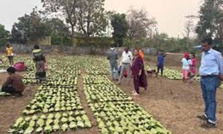 बारिश-ओलों की मार से तेंदूपत्ता खराब, मौसम की मार से संग्रहण भी प्रभावित