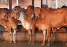 गोसंरक्षण से ग्रामोदय तक, योगी सरकार का बदलता उत्तर प्रदेश मॉडल