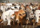 गोमाता के जरिए खेती में ‘जीन क्रांति’ की तैयारी