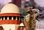 आवारा कुत्तों पर SC के आदेश से बढ़े सवाल, क्या शहरों में पर्याप्त शेल्टर मौजूद हैं?