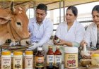 गो संरक्षण विशेष : यूपी की पंचगव्य थेरेपी देगी भारतीय चिकित्सा पद्धति को नई दिशा