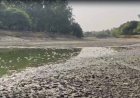 संजय झील में सैकड़ों मछलियों की मौत, पानी की आपूर्ति बाधित होने से बिगड़ा हालात