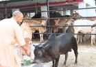 जनभागीदारी से मिलेगा निराश्रित गोवंश को सहारा