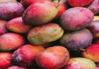 Japan Mango Ban: जापान ने भारतीय आमों पर लगाया बैन, जानिए वहां किस आम की सबसे ज्यादा डिमांड