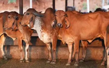 गोसंरक्षण से ग्रामोदय तक, योगी सरकार का बदलता उत्तर प्रदेश मॉडल