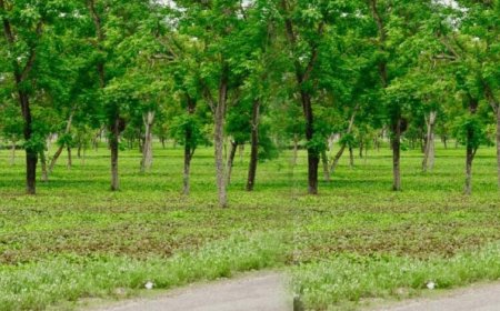 मियावाकी वन तकनीक से हरित छत्तीसगढ़ की नई पहल, कम समय में तैयार हो रहे घने जंगल