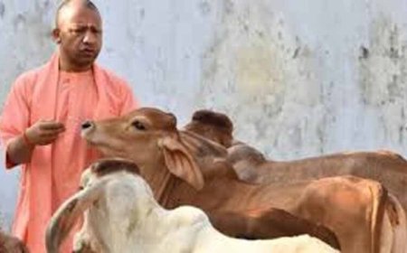 योगी सरकार का गो संरक्षण के लिए बड़ा मास्टर प्लान, ग्रामीण अर्थव्यवस्था से जोड़ा जाएगा अभियान
