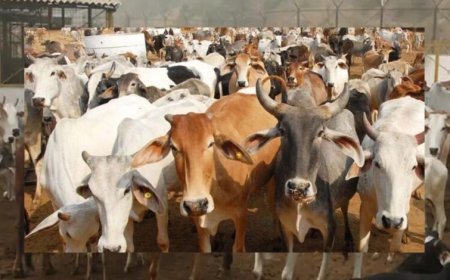 गोमाता के जरिए खेती में ‘जीन क्रांति’ की तैयारी