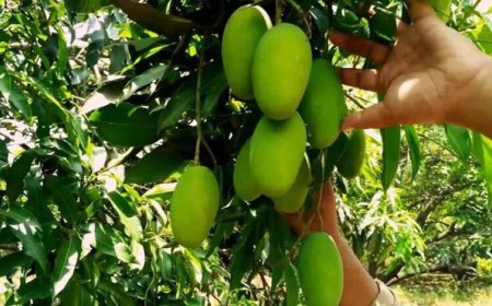 यूपी में आम की खेती में बड़ा बदलाव, छोटे पेड़ों और सघन बागवानी पर जोर
