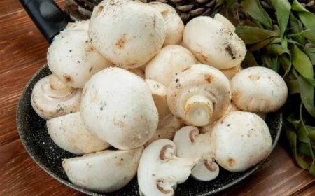 ईरान-अमेरिका तनाव का असर, महंगे कच्चे माल से अमृतसर में ठप पड़ी मशरूम खेती