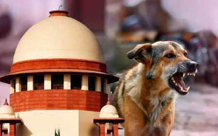 आवारा कुत्तों पर SC के आदेश से बढ़े सवाल, क्या शहरों में पर्याप्त शेल्टर मौजूद हैं?