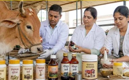 गो संरक्षण विशेष : यूपी की पंचगव्य थेरेपी देगी भारतीय चिकित्सा पद्धति को नई दिशा