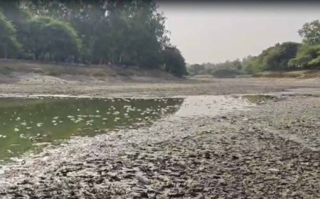 संजय झील में सैकड़ों मछलियों की मौत, पानी की आपूर्ति बाधित होने से बिगड़ा हालात