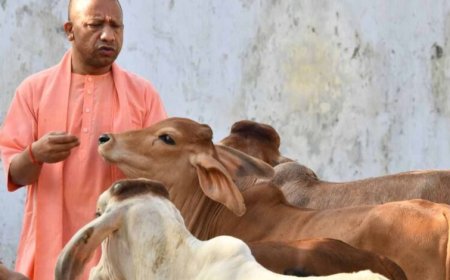 यूपी की ‘गो-इकोनॉमी’ बनी वैश्विक मॉडल: देशी गायों से 10 करोड़ का कारोबार और विदेशों में बढ़ी मांग