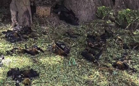 छत्तीसगढ़ में गर्मी का कहर, हीट स्ट्रोक से 500 से ज्यादा चमगादड़ों की मौत