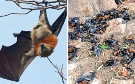 नौतपा की भीषण गर्मी से बालाघाट बेहाल, मलाजखंड में पारा 45 डिग्री पार