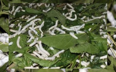 नर्मदापुरम बना प्रदेश का एकमात्र जिला जहां चारों प्रकार का होता है रेशम उत्पादन