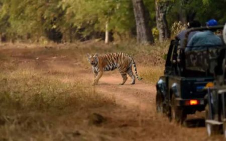 भीषण गर्मी का असर: रायपुर नंदन वन की जंगल सफारी 2 दिन रहेगी बंद