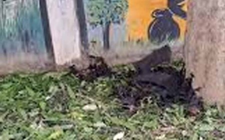 नौतपा की भीषण गर्मी का असर, रोज 500 चमगादड़ों की मौत से मचा हड़कंप