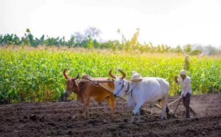 योगी सरकार की किसान हितैषी पहल, अनाज खरीद में रिकॉर्ड भुगतान से जीता भरोसा