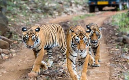 पेंच टाइगर रिजर्व में पेंच एडवांस वार्निंग सिस्टम से होगी वन्यजीव संरक्षण की निगरानी