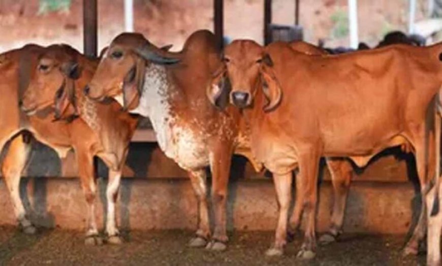 गोसंरक्षण से ग्रामोदय तक, योगी सरकार का बदलता उत्तर प्रदेश मॉडल