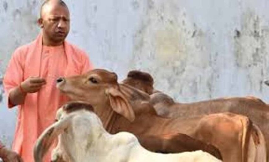 योगी सरकार का गो संरक्षण के लिए बड़ा मास्टर प्लान, ग्रामीण अर्थव्यवस्था से जोड़ा जाएगा अभियान