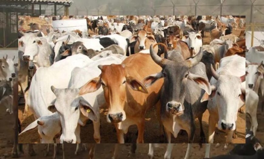 गोमाता के जरिए खेती में ‘जीन क्रांति’ की तैयारी