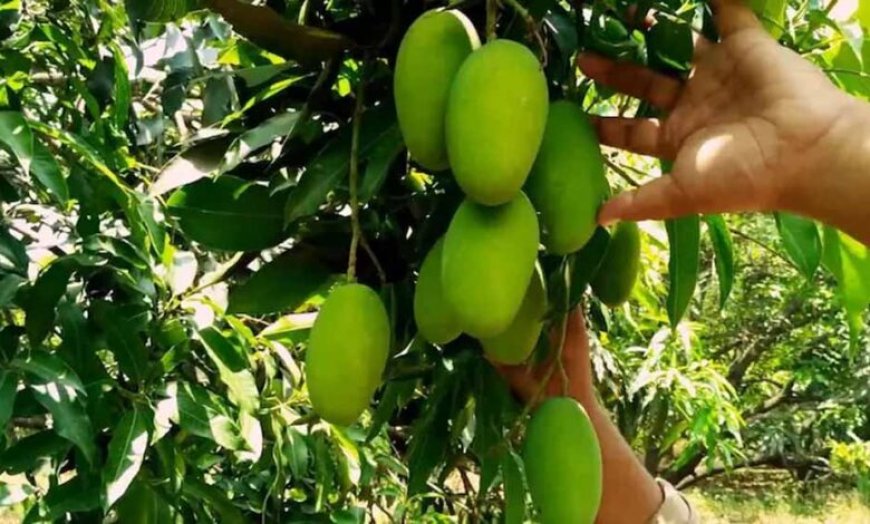 यूपी में आम की खेती में बड़ा बदलाव, छोटे पेड़ों और सघन बागवानी पर जोर