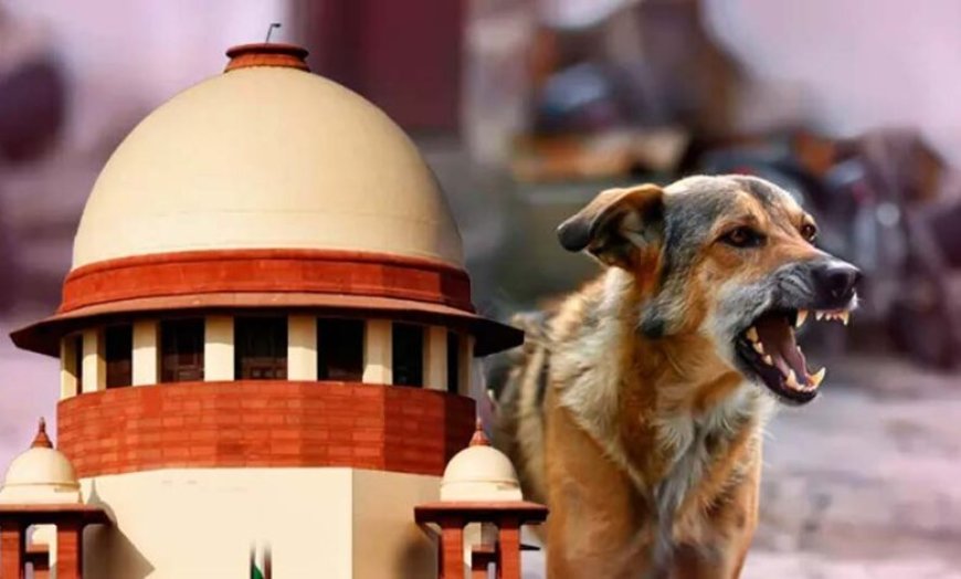 आवारा कुत्तों पर SC के आदेश से बढ़े सवाल, क्या शहरों में पर्याप्त शेल्टर मौजूद हैं?