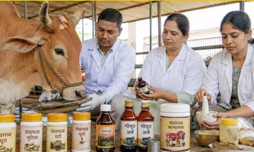गो संरक्षण विशेष : यूपी की पंचगव्य थेरेपी देगी भारतीय चिकित्सा पद्धति को नई दिशा