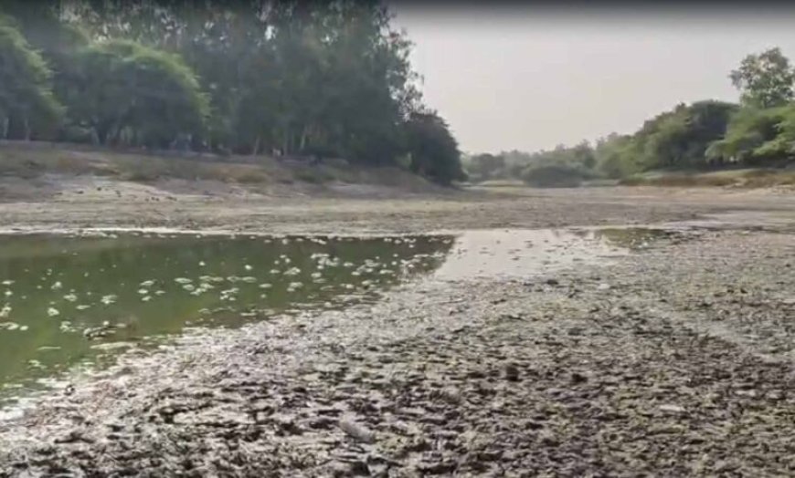 संजय झील में सैकड़ों मछलियों की मौत, पानी की आपूर्ति बाधित होने से बिगड़ा हालात