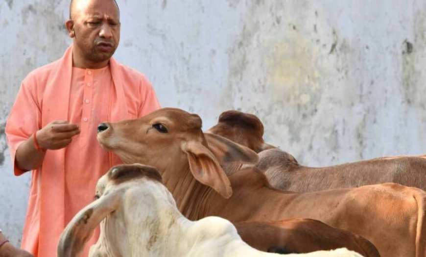 यूपी की ‘गो-इकोनॉमी’ बनी वैश्विक मॉडल: देशी गायों से 10 करोड़ का कारोबार और विदेशों में बढ़ी मांग