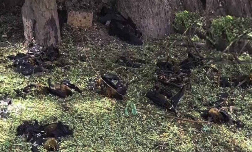 छत्तीसगढ़ में गर्मी का कहर, हीट स्ट्रोक से 500 से ज्यादा चमगादड़ों की मौत