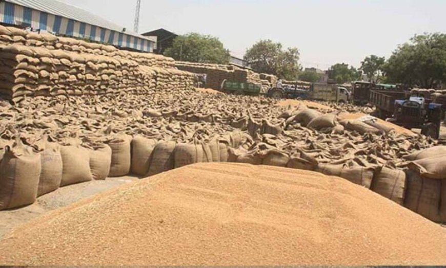MP में रिकॉर्ड गेहूं खरीदी! 13.36 लाख किसानों से 103 लाख मीट्रिक टन उपार्जन