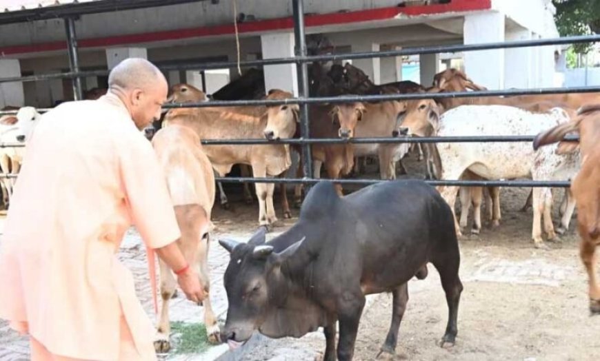 जनभागीदारी से मिलेगा निराश्रित गोवंश को सहारा