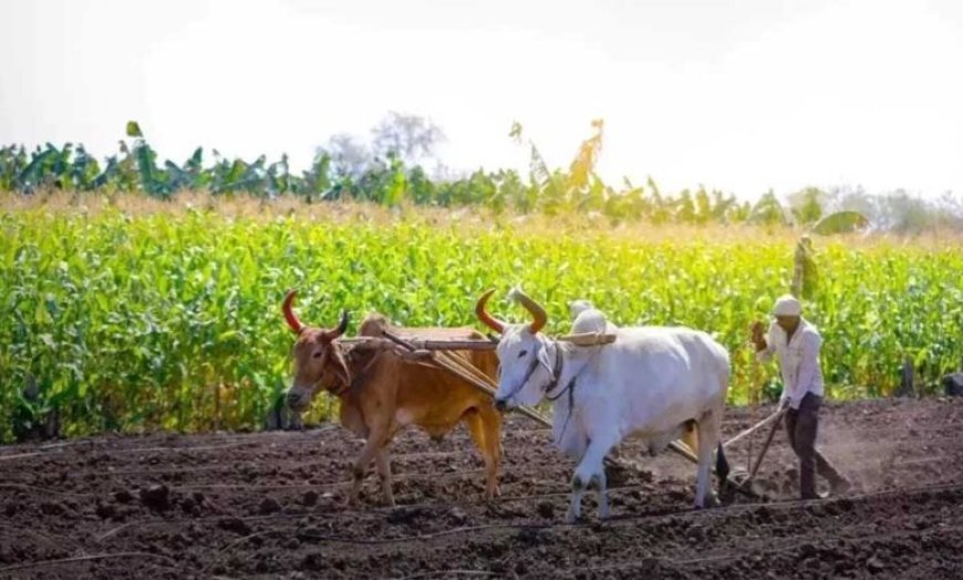 योगी सरकार की किसान हितैषी पहल, अनाज खरीद में रिकॉर्ड भुगतान से जीता भरोसा