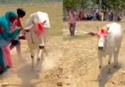 श्रावस्ती में 7 दिन खेत में चक्कर लगाती गाय, बीमारी निकली वजह