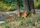 आज से बंद हुए CG के टाइगर रिजर्व और वन्यजीव अभयारण्य, पर्यटकों की एंट्री पर रोक