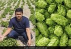 पारंपरिक खेती छोड़ विदेशी सब्जियों पर लगाया दांव, किसान प्रवीण सिंह कमा रहे 30 लाख रुपये सालाना