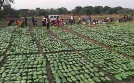 तेंदूपत्ता संग्राहकों के खातों में पहुंचे 12 करोड़, हजारों परिवारों के चेहरे पर लौटी मुस्कान