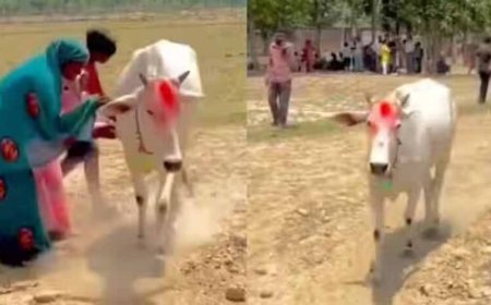 श्रावस्ती में 7 दिन खेत में चक्कर लगाती गाय, बीमारी निकली वजह