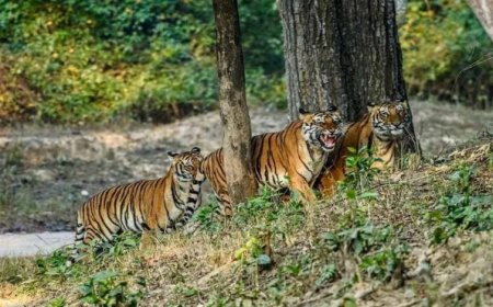 आज से बंद हुए CG के टाइगर रिजर्व और वन्यजीव अभयारण्य, पर्यटकों की एंट्री पर रोक