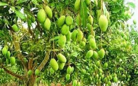 सहारनपुर में सालभर फल देने वाला ‘सदाबहार आम’ बना आकर्षण