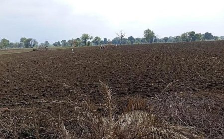 मध्य प्रदेश में कमजोर मानसून की मार, 13 जिलों में पर्याप्त बारिश नहीं; एक्सपर्ट बोले- 4 इंच पानी के बाद ही करें बोवनी